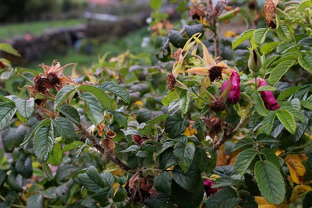 Rosa rugosa - La vie  malgré tout