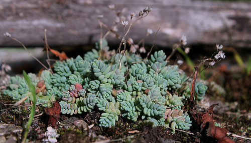 Sedum dasyphyllum