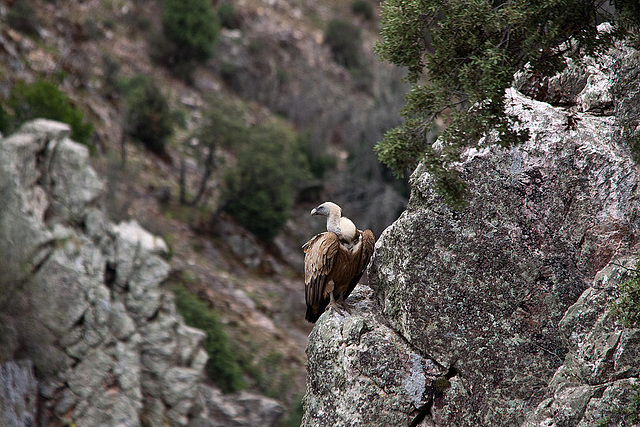 20120511 9528RTw [R~E] Gänsegeier, Monfragüe, Parque Natural [Extremadura]