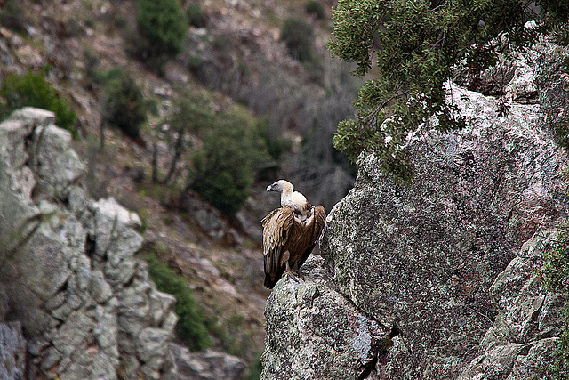 20120511 9526RTw [R~E] Gänsegeier, Monfragüe, Parque Natural [Extremadura]