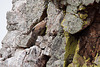 20120511 9522RTw [R~E] Gänsegeier mit Jungvogel, Monfragüe, Parque Natural [Extremadura]