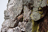 20120511 9518RTw [R~E] Gänsegeier mit Jungvogel, Monfragüe, Parque Natural [Extremadura]