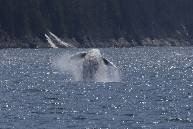 Day 7: Breaching Humpback