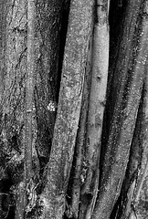 Tree trunks (monochrome version)