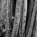 Tree trunks (monochrome version)