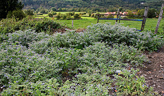 Bourrache officinale