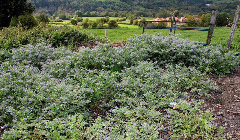 Bourrache officinale