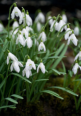 Snowdrops