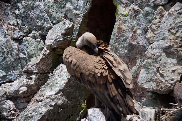 20120511 9494RTw [R~E] Gänsegeier, Monfragüe, Parque Natural [Extremadura]