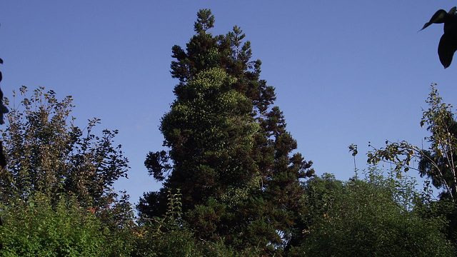 The fir tree with ivy growing all over it