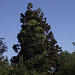 The fir tree with ivy growing all over it