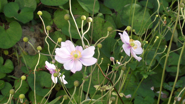 The final stray anemone flowers