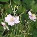 The final stray anemone flowers