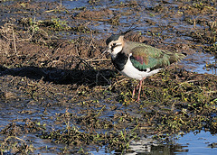 Lapwing