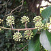 The ivy flowers