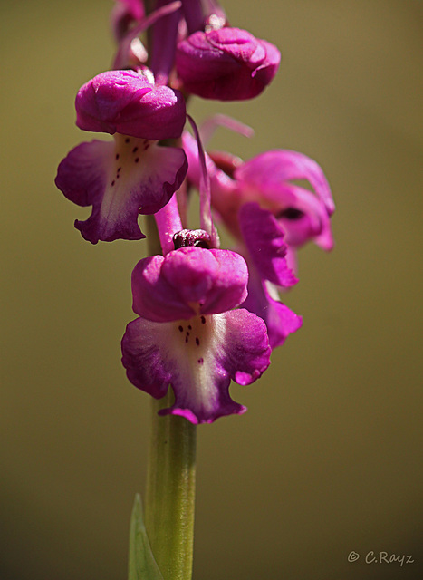 Early Purple Orchid