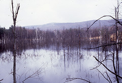 Swamp in Richmond, Massachusetts II