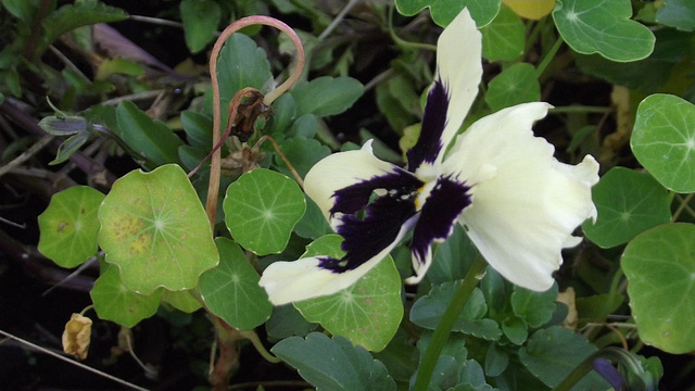 Poor little pansy - they were planted in April