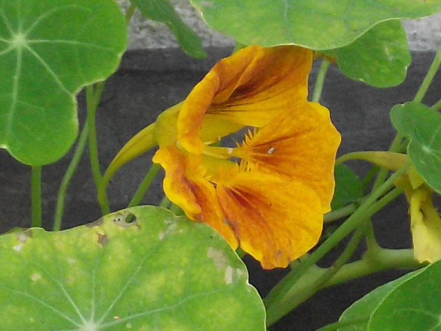 Another nasturtium sprouting in the drive