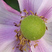 An anemone