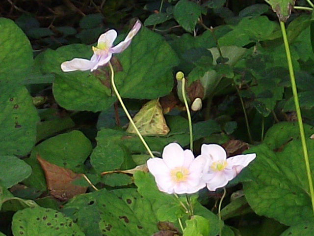 Beauty in amongst the dying foliage