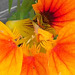 Close up of the nasturtium