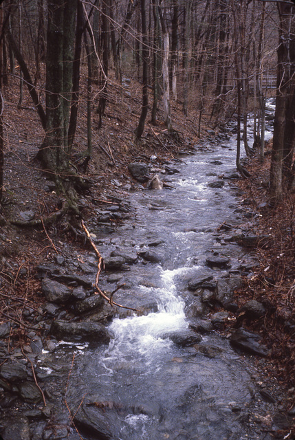 Woodland Stream II