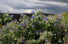 Bourrache officinale