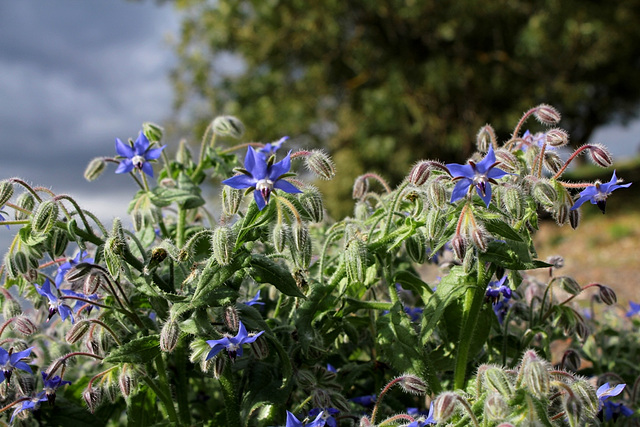 Bourrache officinale