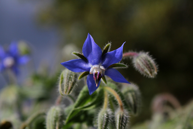 Bourrache officinale