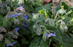 Bourrache officinale