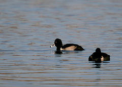 Ring-Necked Ducks