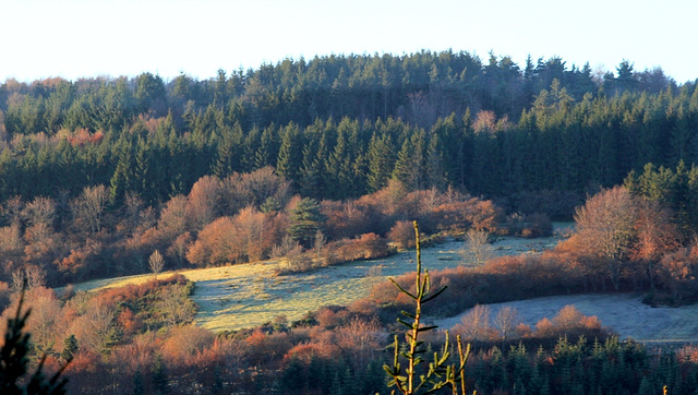 gelée blanche