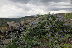 Bourrache officinale