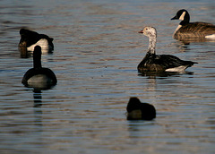 Snow Goose (blue morph)