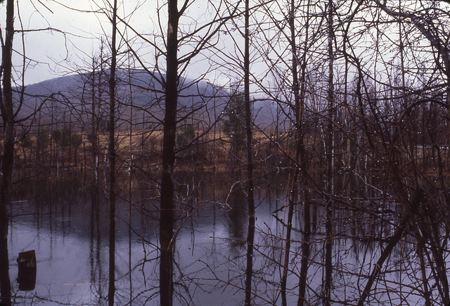 Swamp in Richmond, Massachusetts I