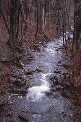 Woodland Stream I