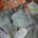 Agave