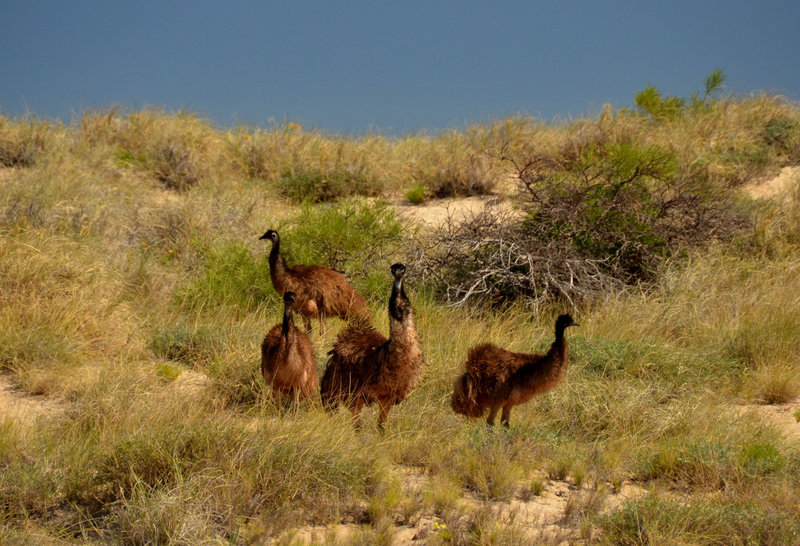 Quadrille