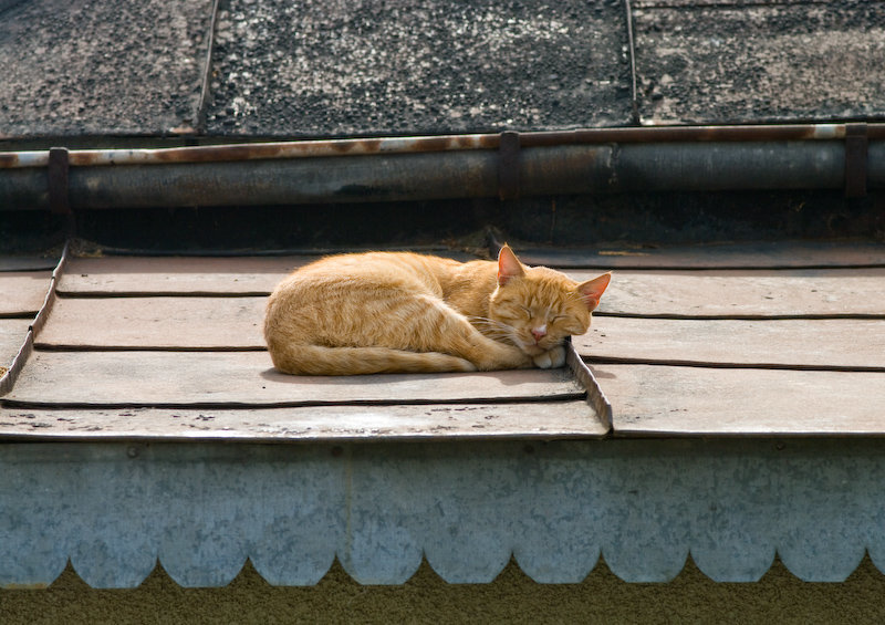 Cat on a hot tin roof
