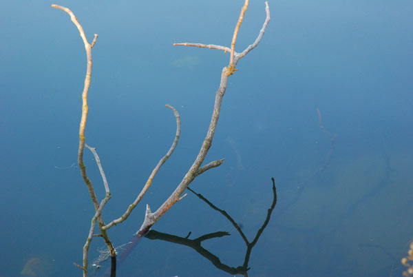 Twig in the water