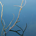 Twig in the water