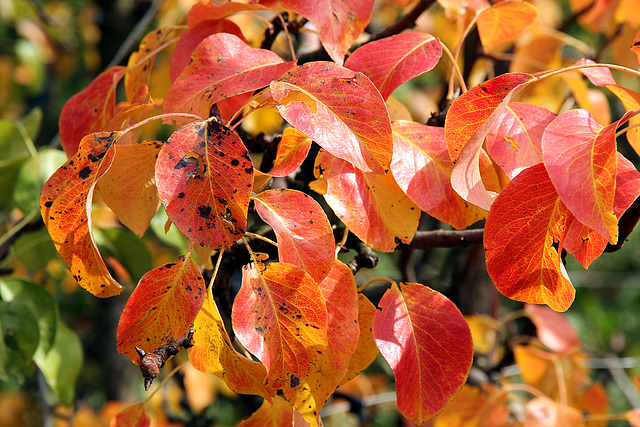 Herbstfarben