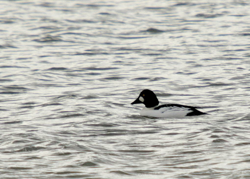 Common Goldeneye