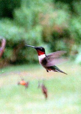 Ruby-Throated Hummingbird