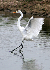 Great Egret