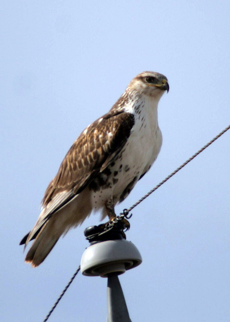 Ferruginous Hawk