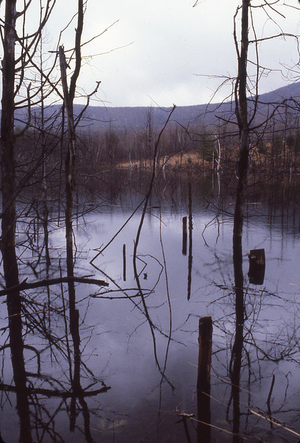 Swamp in Richmond, Massachusetts III