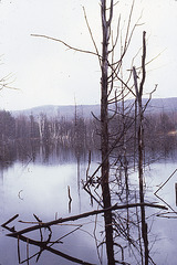 Swamp in Richmond, Massachusetts V