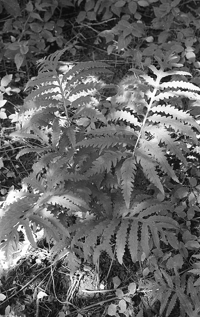 Dappled fern